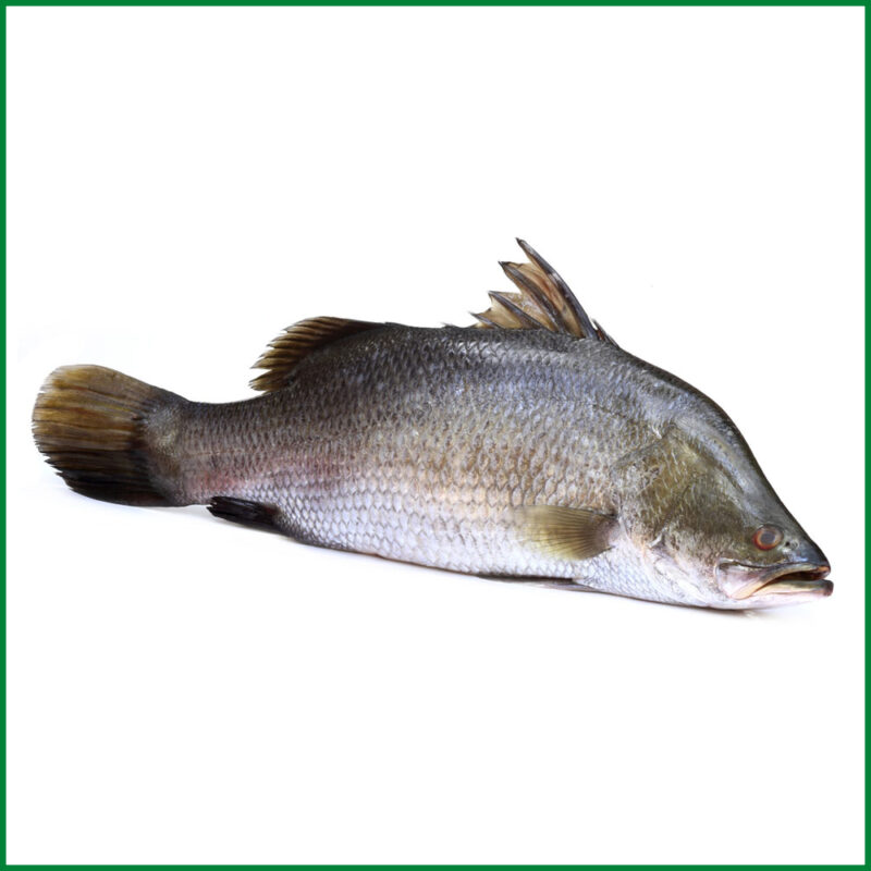 koral